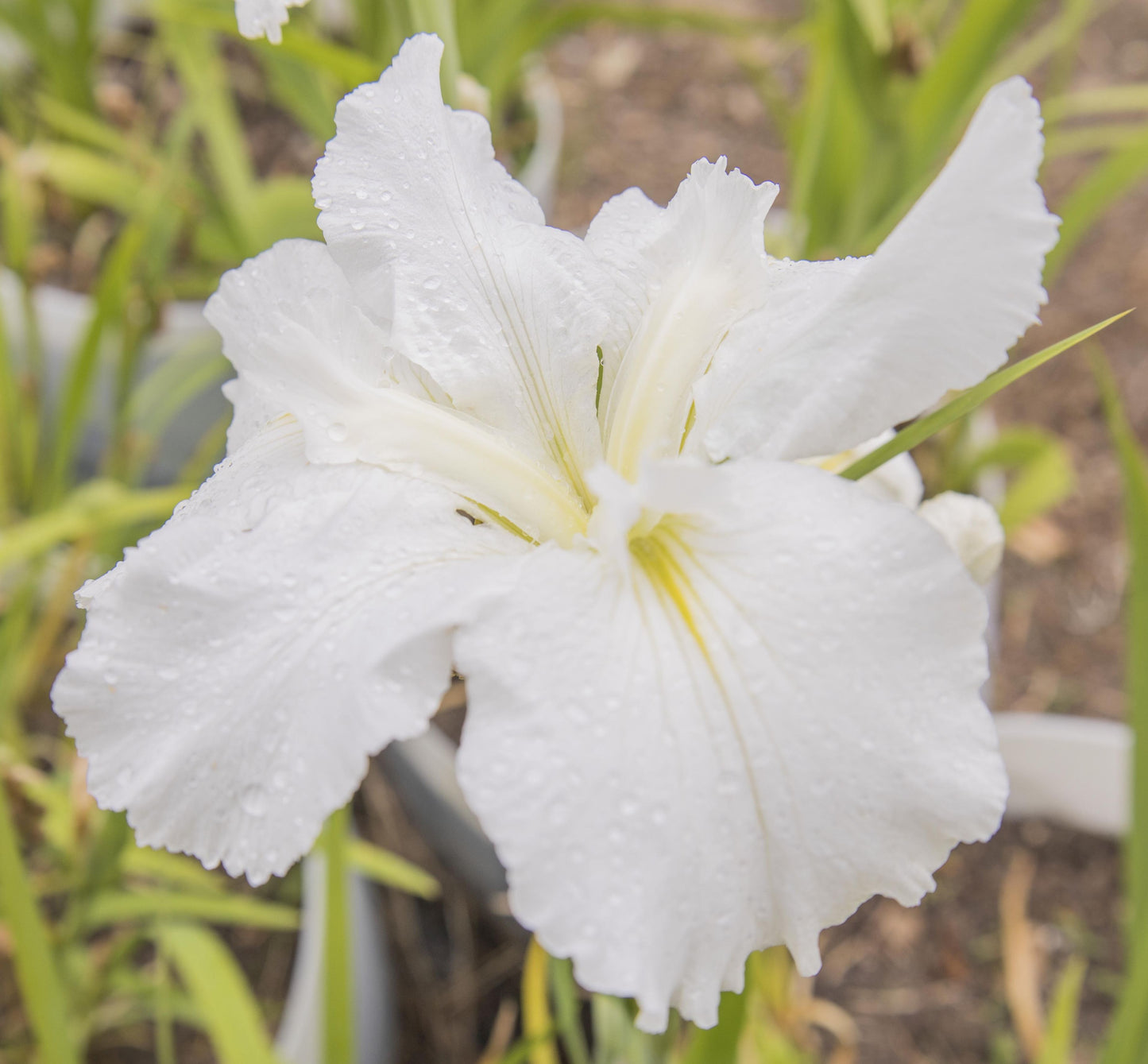 Image of Louisiana Iris Waihi Wedding from top angled view of bloom.