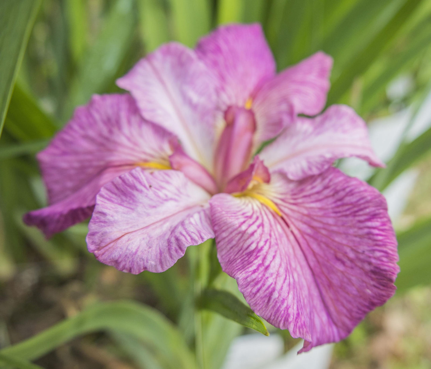 Image of Louisiana Iris Watermelon Wizard from top/side view of bloom.