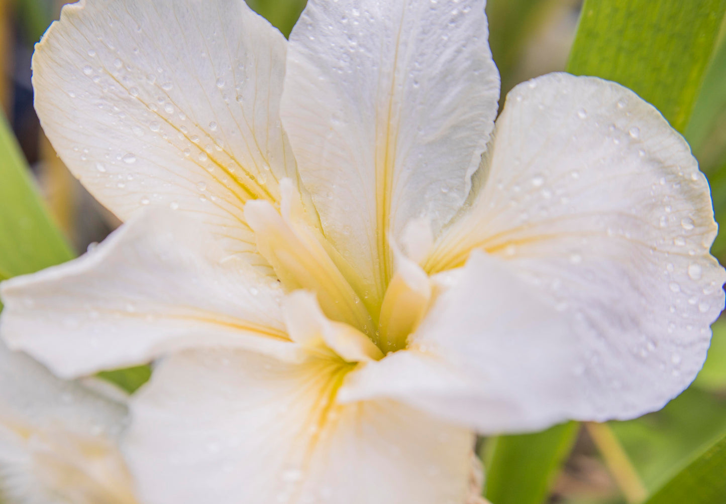 Image of Louisiana Iris White Oak from top view of single bloom that is zoomed in.