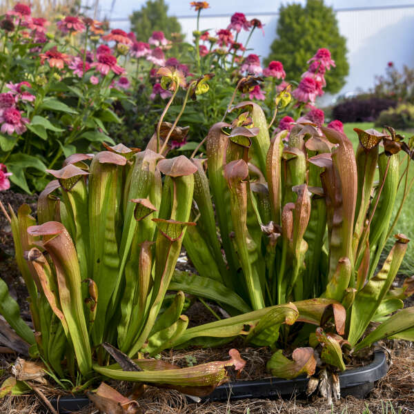 Sarracenia 'Bug Bat' (potted)