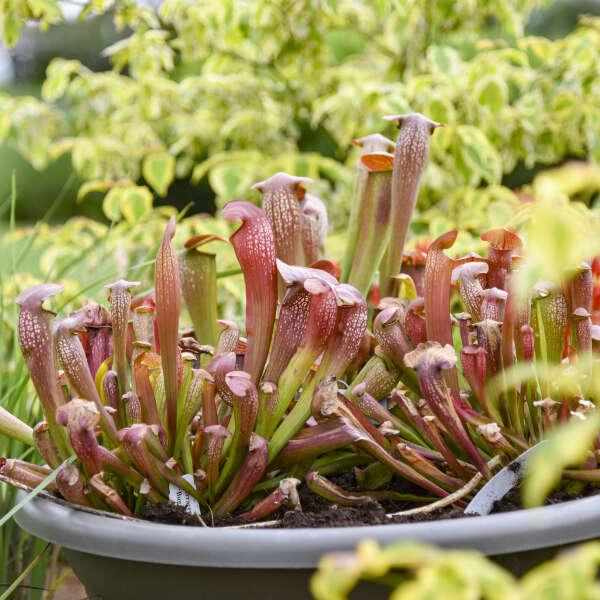 Sarracenia 'Bug Bat' (potted)