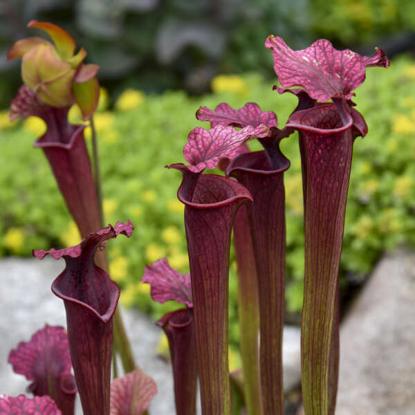Sarracenia moorei 'Conversation Piece' (potted)