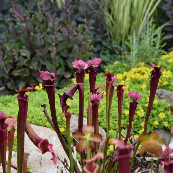 Sarracenia moorei 'Conversation Piece' (potted)