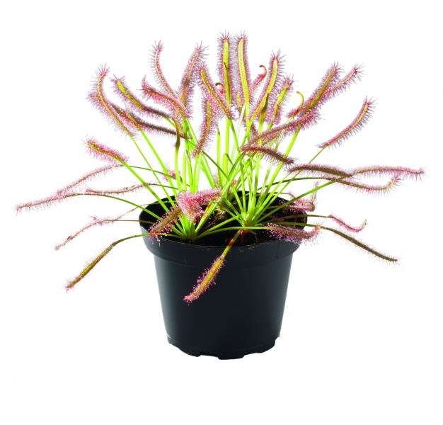 Drosera capensis (potted)