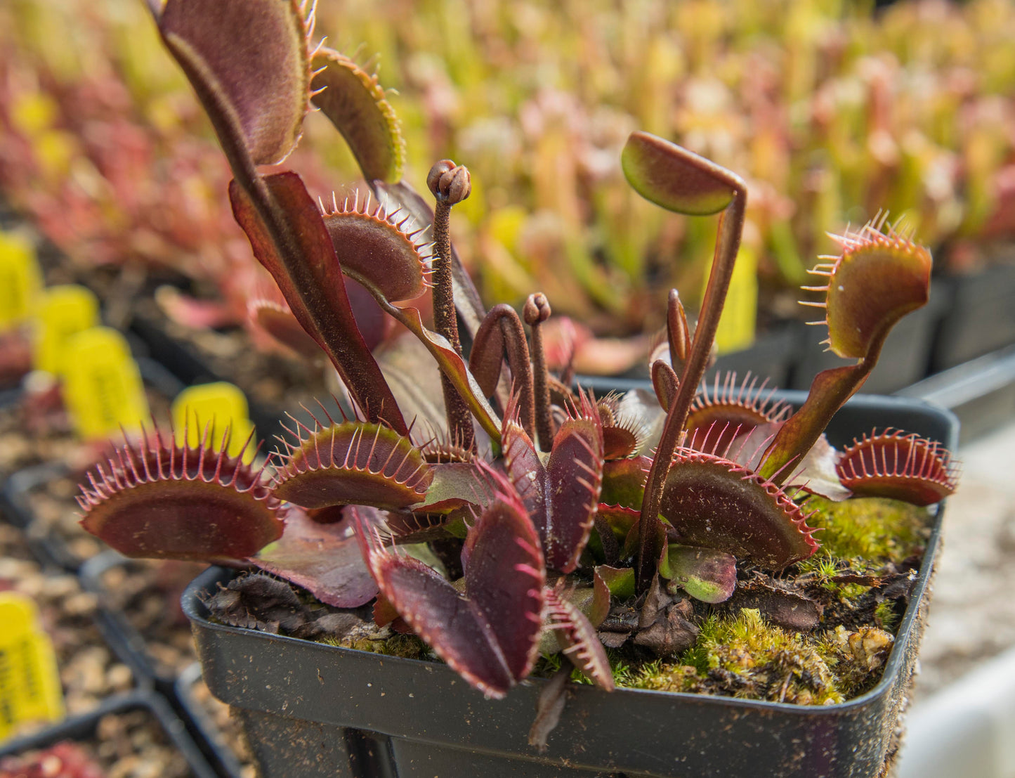 Dionaea m. Akai Ryu (potted)