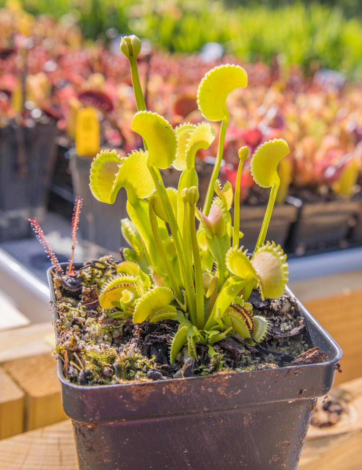 Dionaea m. Dente (potted)