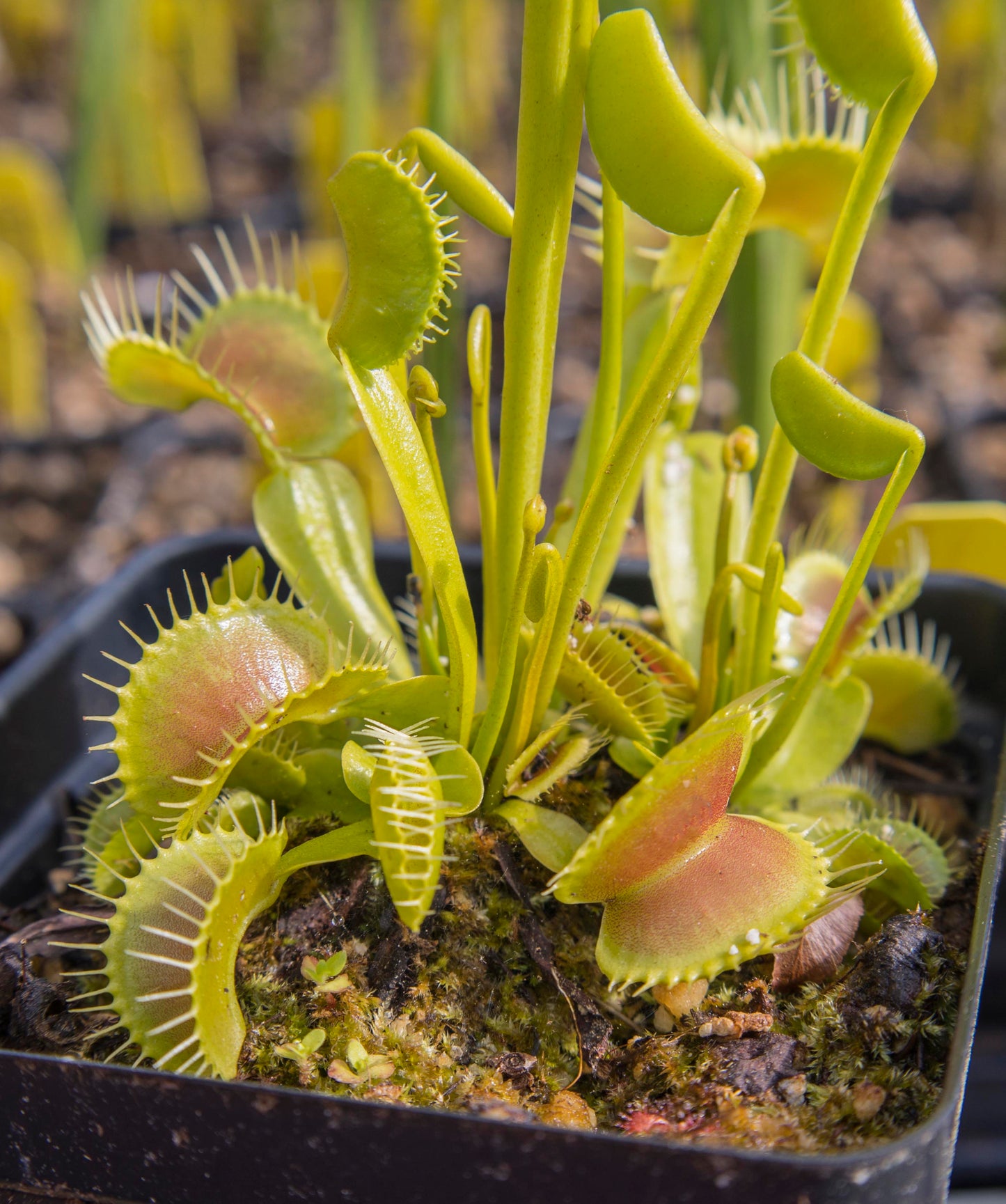 Dionaea m. King Henry (potted)