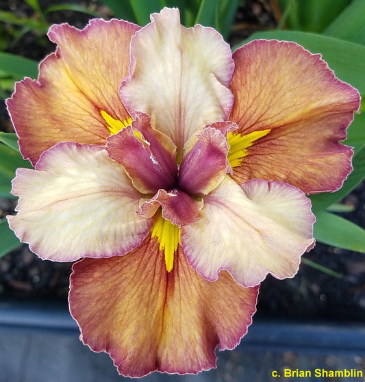 Louisiana Iris Boysenberry Blush