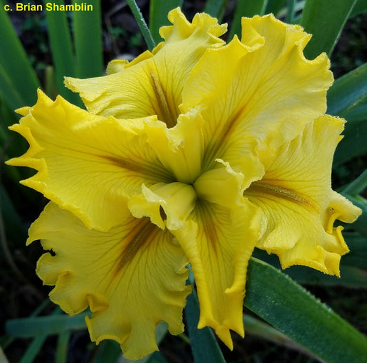 Louisiana Iris Bubble Trouble