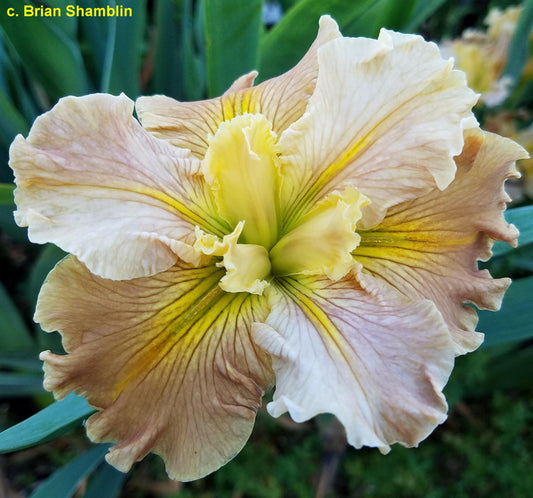 Louisiana Iris Cajun Gingerbread
