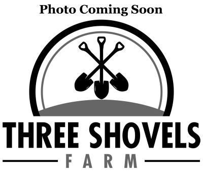 Placeholder image for Japanese Iris Rivulets of Wine