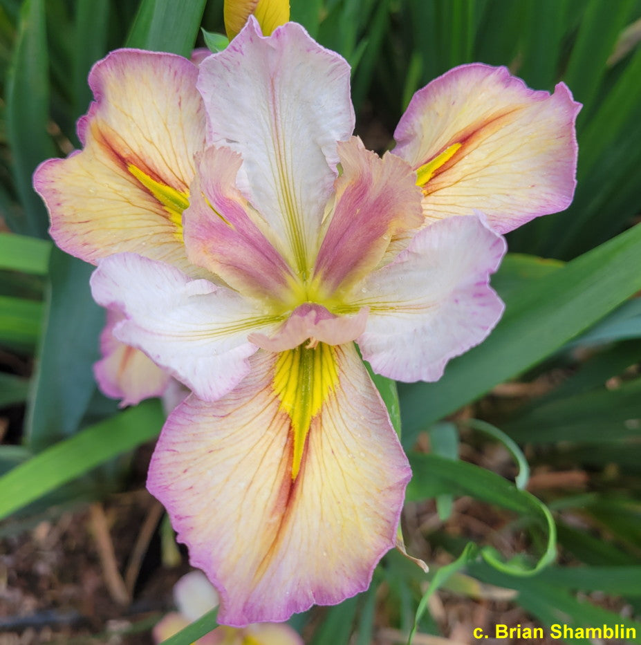 Louisiana Iris Enticing Eyes