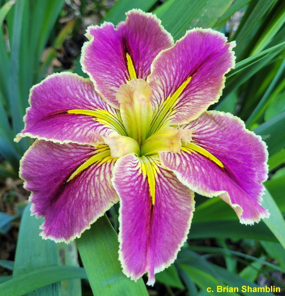 Louisiana Iris Extra Edgy