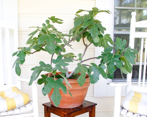 Fig ‘Fignomenal’ – Big Fig Flavor in a Patio-Sized Plant (potted)