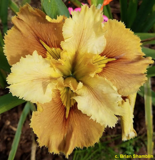Louisiana Iris Frivolous Fringe