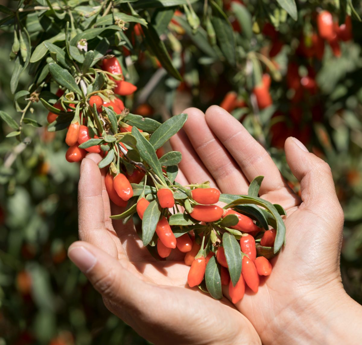 Hardy Goji Berry / Wolfberry (Lycium barbarum) (potted)