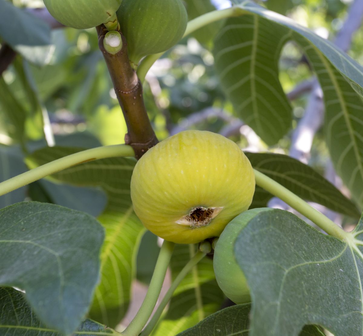 Fig ‘LSU Gold’ – Sweet Golden Fruit for Southern Gardens (potted)
