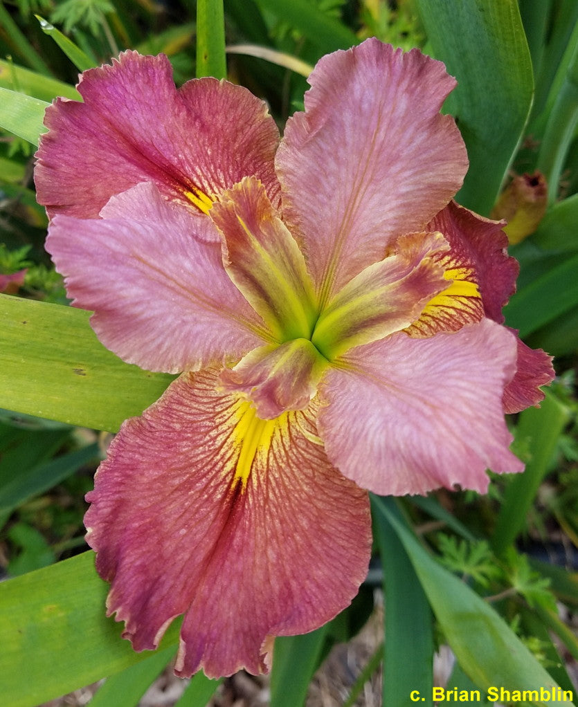 Louisiana Iris Rose Reflection