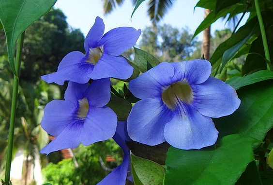 Thunbergia grandiflora – Blue Sky Vine for Big Summer Color