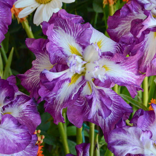 Image of a single bloom of Japanese Iris Lion King. Image credit: Walters Gardens, Inc.