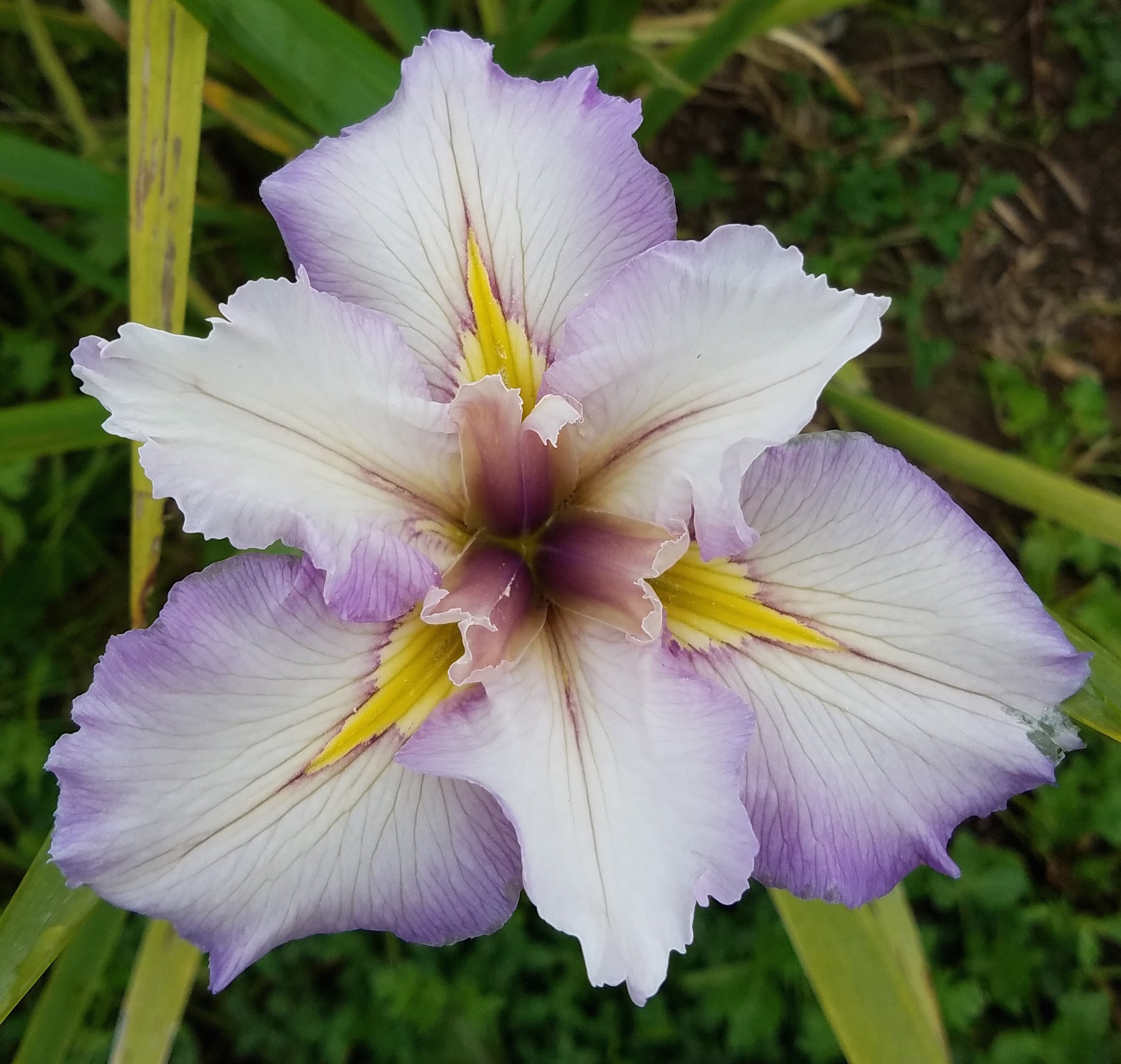 Image of an aged bloom of Louisiana Iris Ephemeral Edge. Image credit: Brian Shamblin