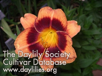 Placeholder image for Daylily Barbara Antonelli