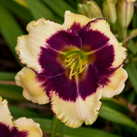 Image of a single bloom of Daylily Blackthorne. Image credit: Walters Gardens, Inc.