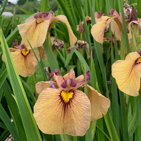 Image of a group of blooms of Pseudata Iris Yarai. Image credit: Walters Gardens, Inc.
