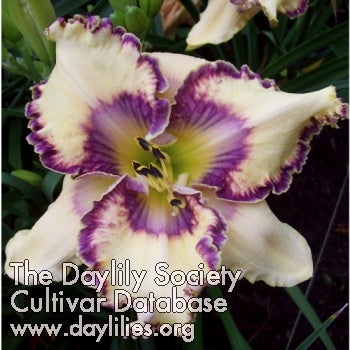 Placeholder image for Daylily Another Day in Paradise