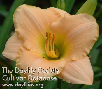 Placeholder image for Daylily Ming Porcelain