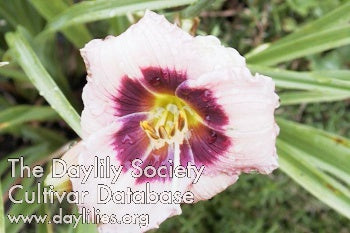 Image of Daylily Coming Out Party