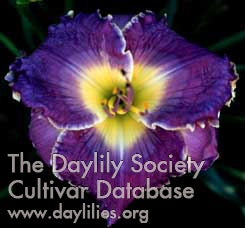 Placeholder image for Daylily Lake Effect