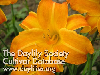 Placeholder image for Daylily Supreme Tangerine