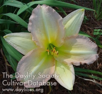 Placeholder image for Daylily Yazoo Pink Frills