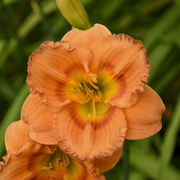 Daylily Earlybird Oriole (PP24129)