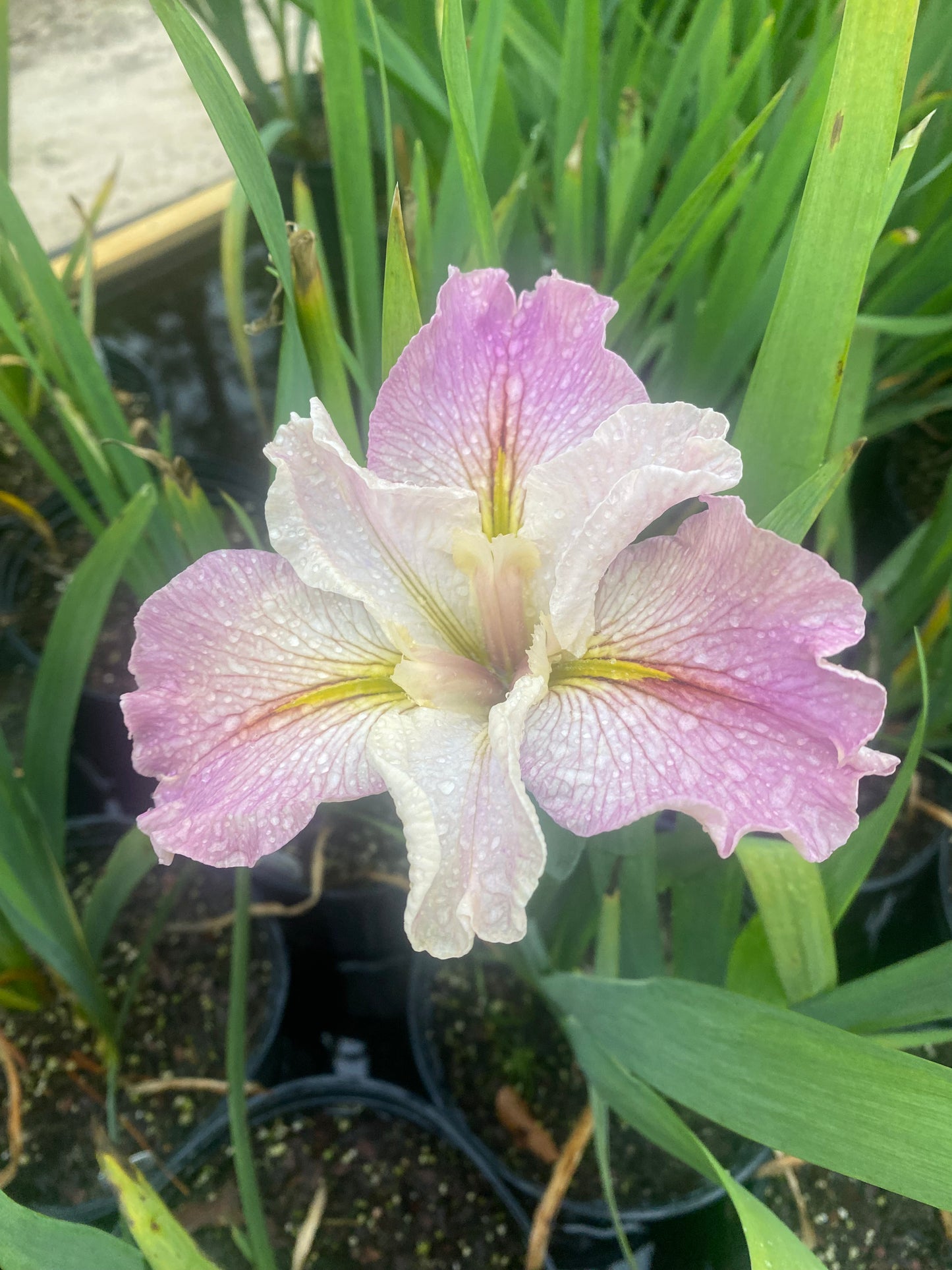 Louisiana Iris Divorcee