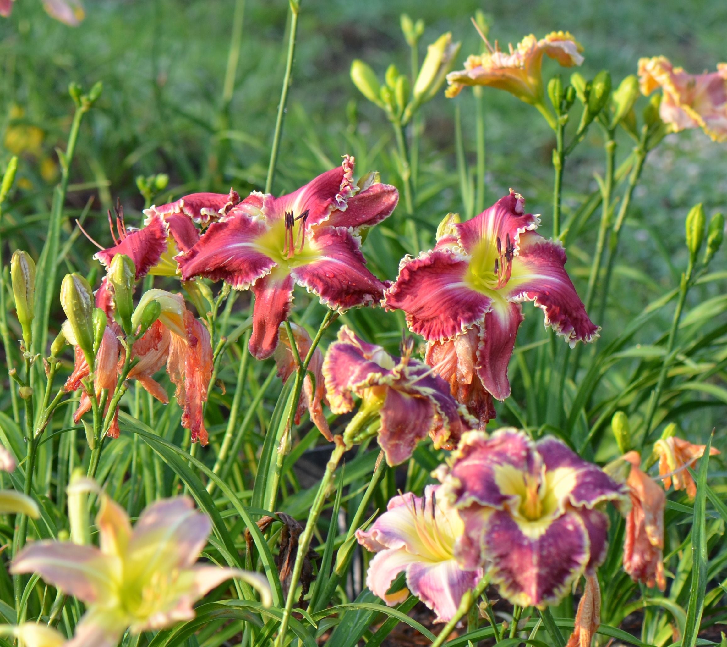 Collections – Three Shovels Farm