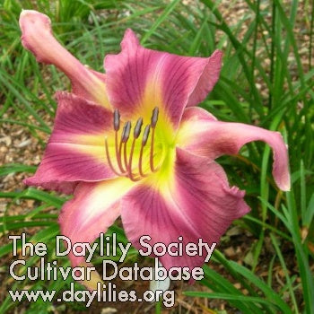 Image of Daylily Saskatoon