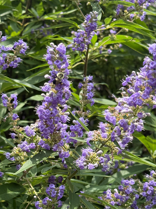 Vitex ‘Shoal Creek’ – Summer Color with Easy-Care Southern Charm