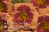 Image of Daylily Bold Tiger