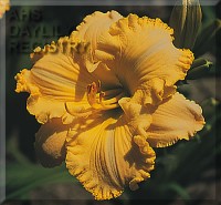 Image of Daylily Ferengi Gold