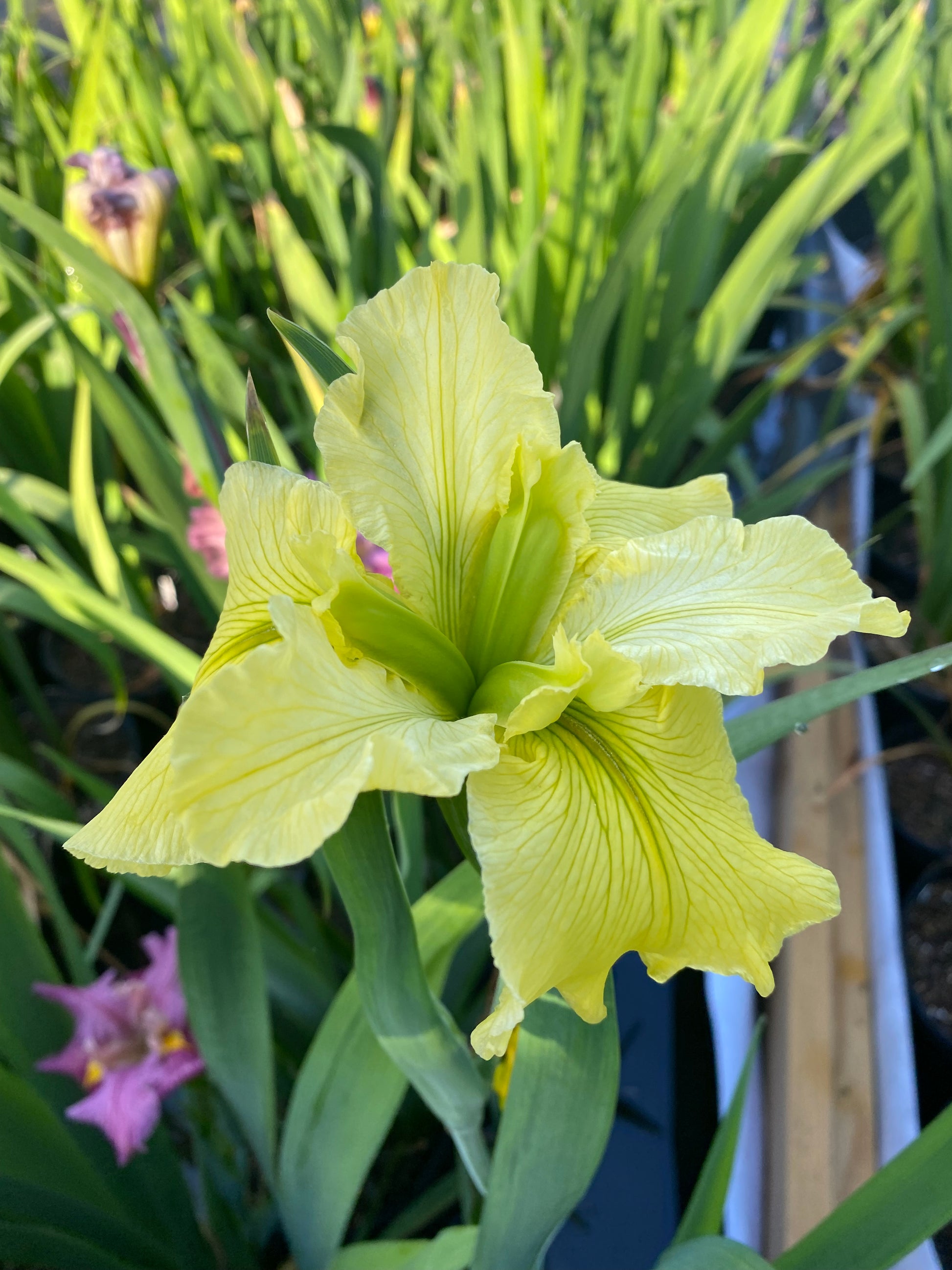 Image of a single bloom of Louisiana Iris Kathy's Clown.