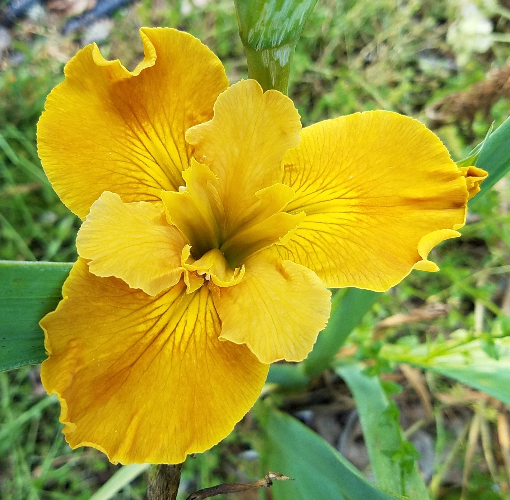 Image of a single bloom of Louisiana Iris Lowcountry Honey. Image credit: Brian Shamblin