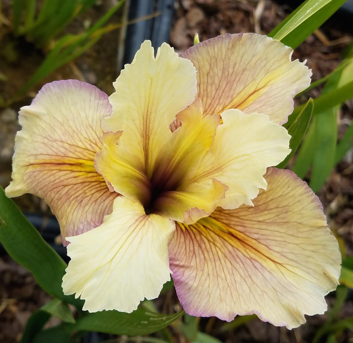 Image of a single bloom of Louisiana Iris Ethereal Etchings. Image credit: Brian Shamblin