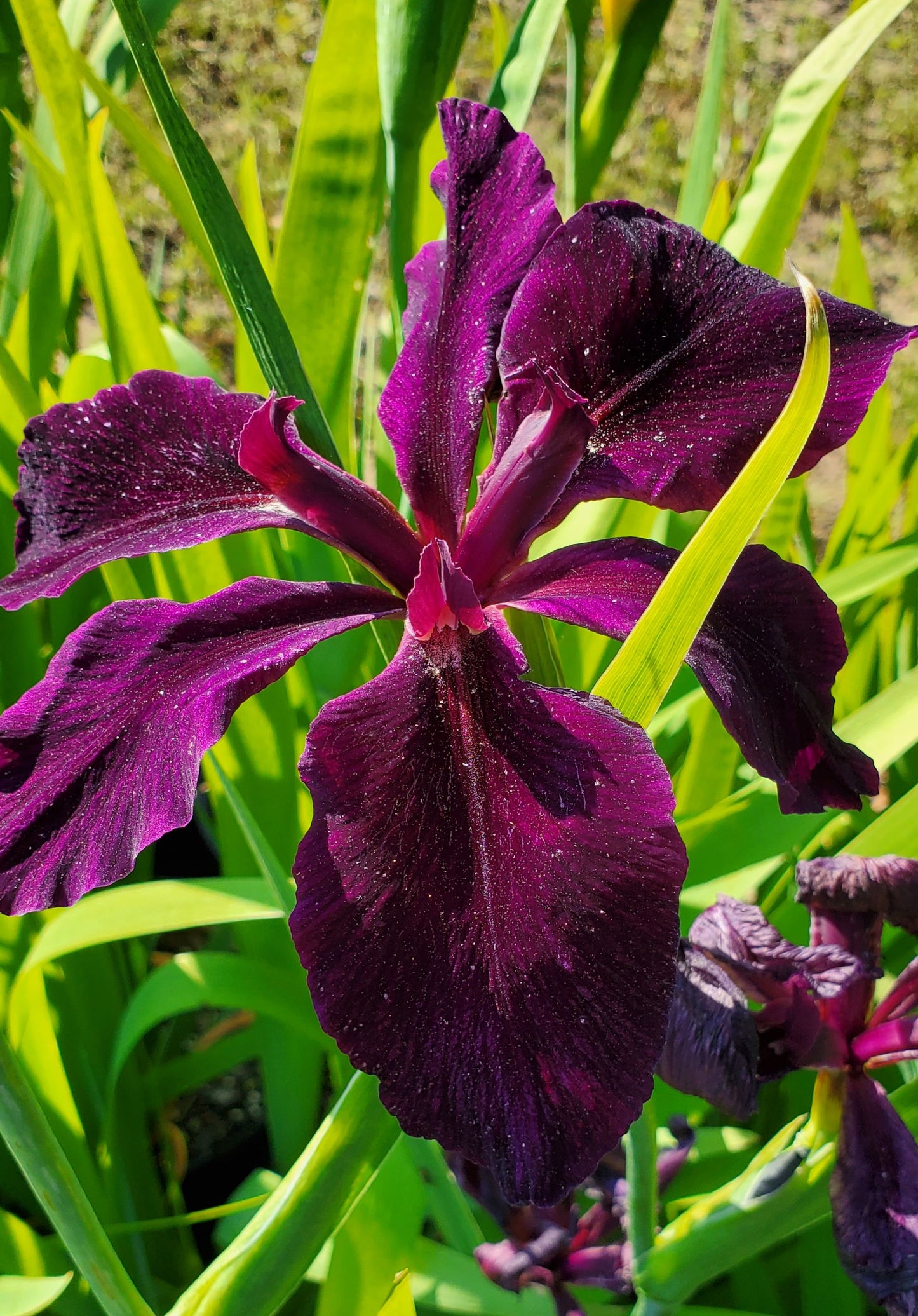 Image of a single bloom of Louisiana Iris Black Widow.