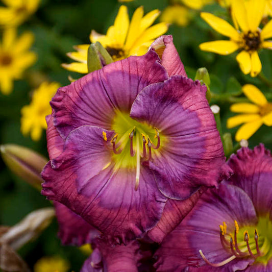 Image of a single bloom of Daylily Little Grapette. Image credit: Walters Gardens, Inc.