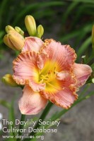 Image of Daylily Gelato