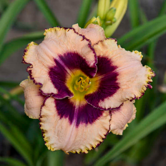 Image of a single bloom of Daylily Daring Deception. Image credit: Walters Gardens, Inc.