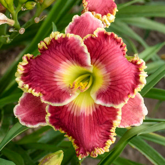 Image of a single bloom of Daylily Born to Run. Image credit: Walters Gardens, Inc.
