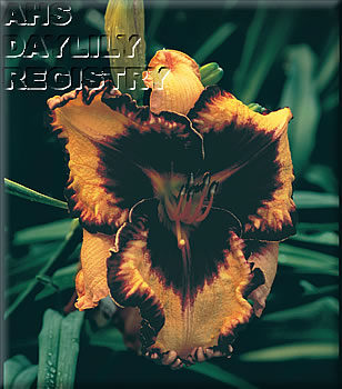 Image for Daylily Gavin Petit